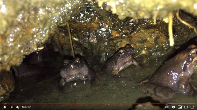 Frogs trick Fukuoka police into false puppy rescue